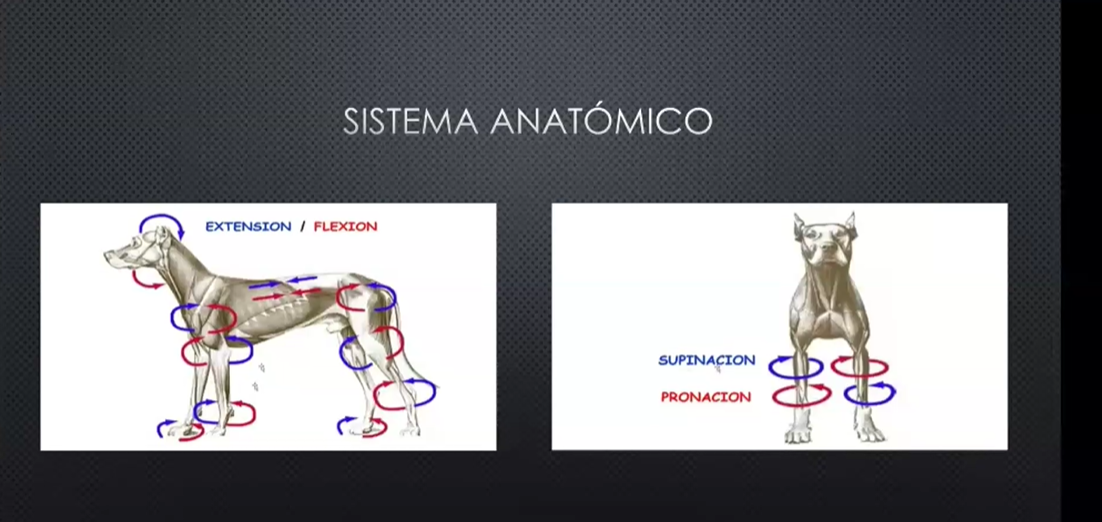 SISTEMAS ANATÓMICO